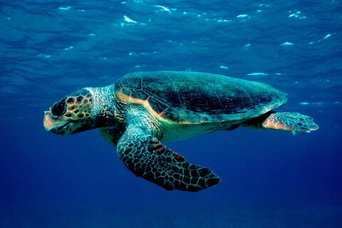 Laganas Zakynthos: Marathonissi, Keri Caves and Turtles Spotting